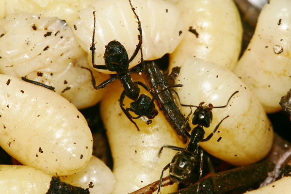 Insect Control