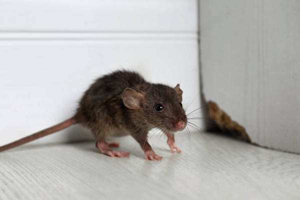 Rodent Control